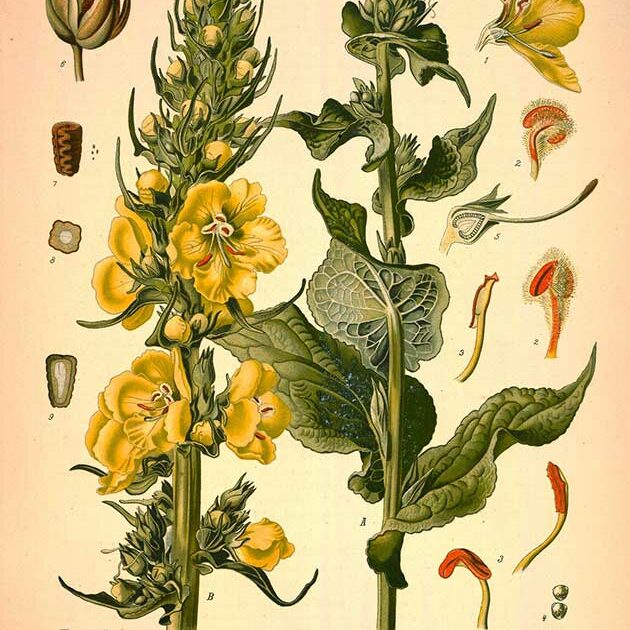 mullein