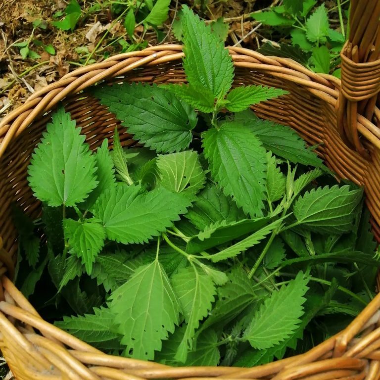 nettle-ga89396820_1280