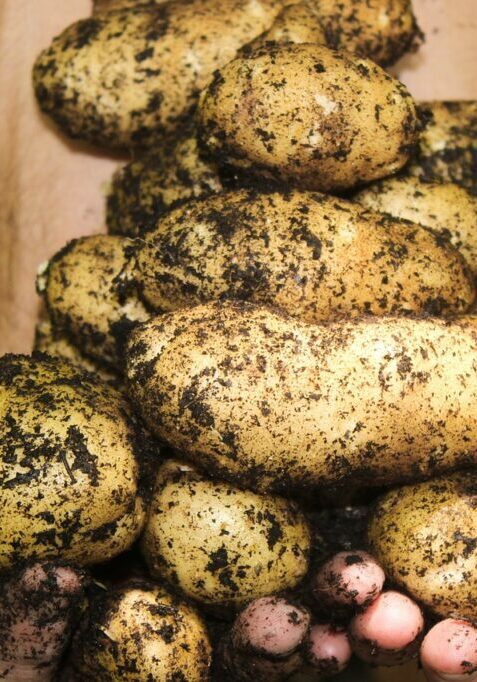 potatoes-1866415_1280