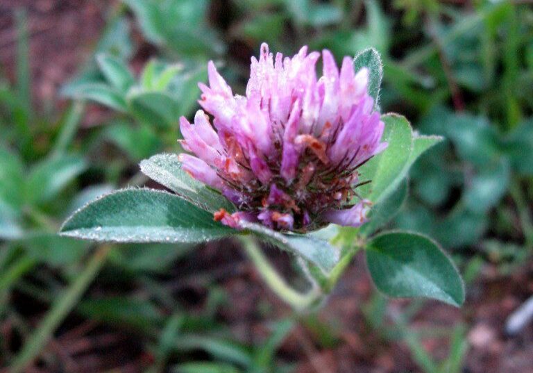 Red Clover