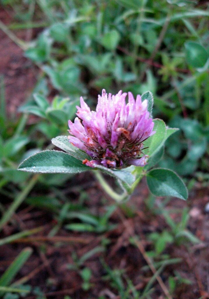 Red Clover