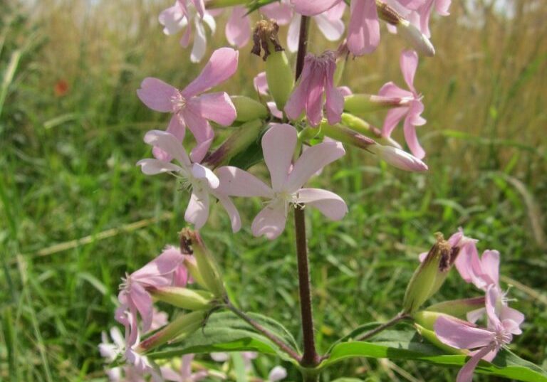 saponaria-officinalis-848718_1280