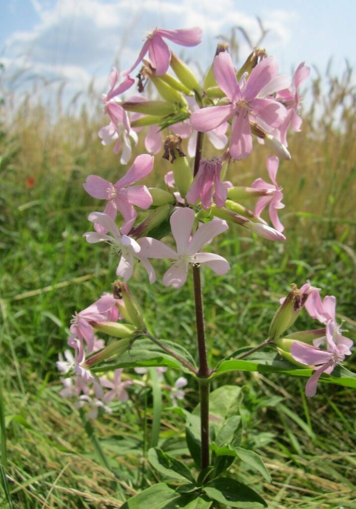 saponaria-officinalis-848718_1280