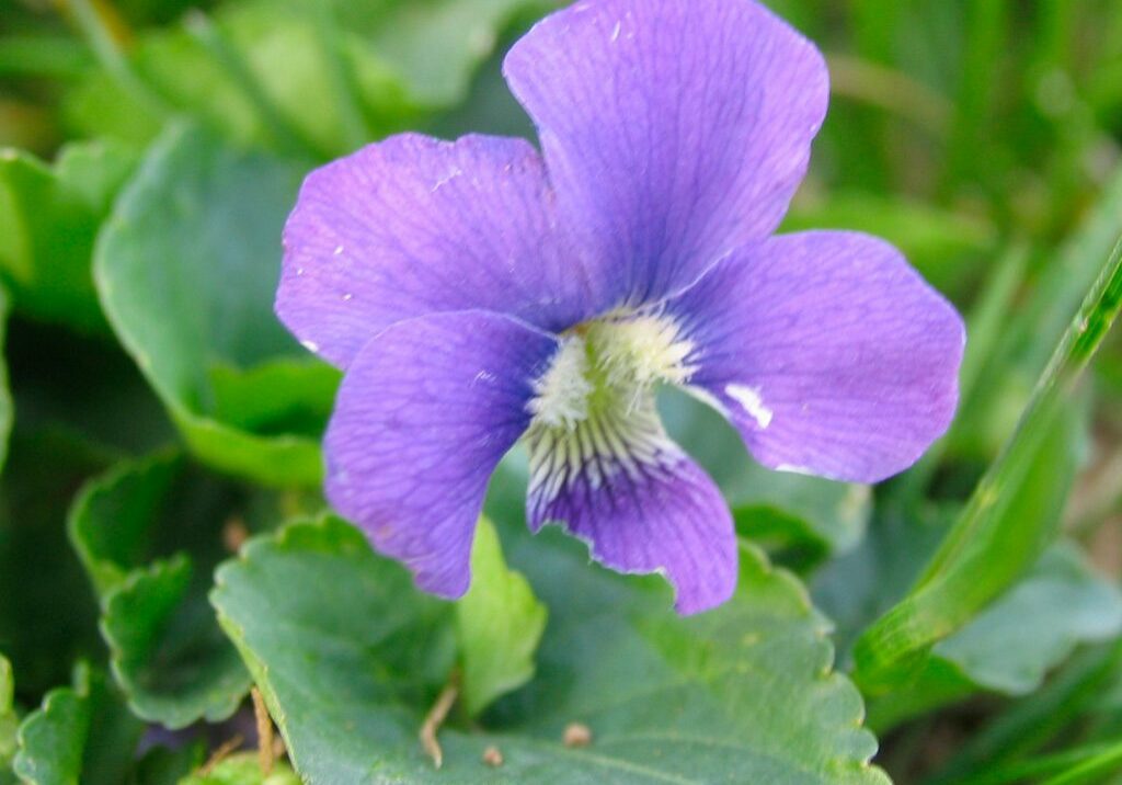 wild violet