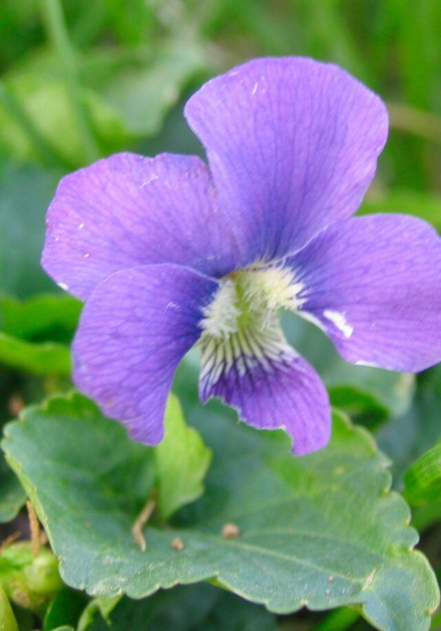 wild violet