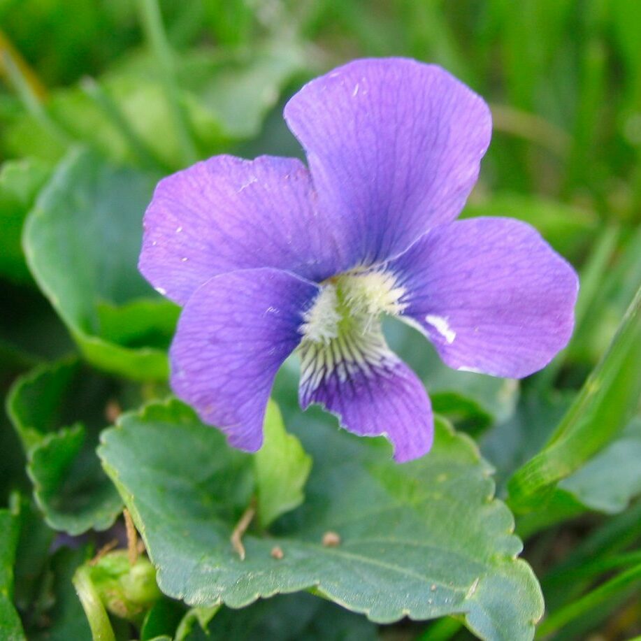 wild violet