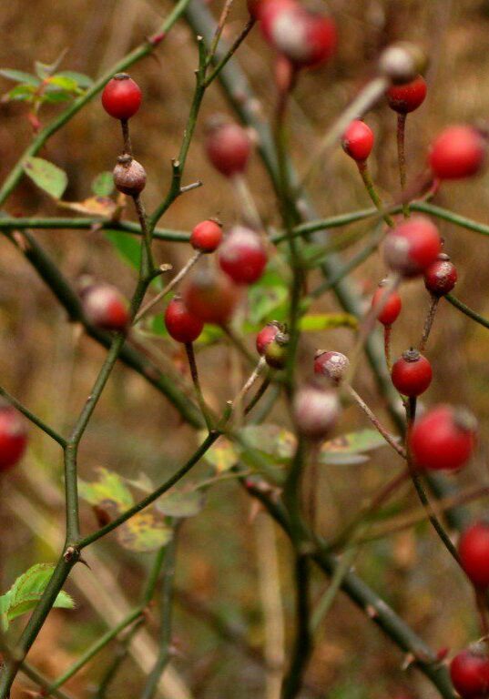 Wild Rosehips (1600x1200)