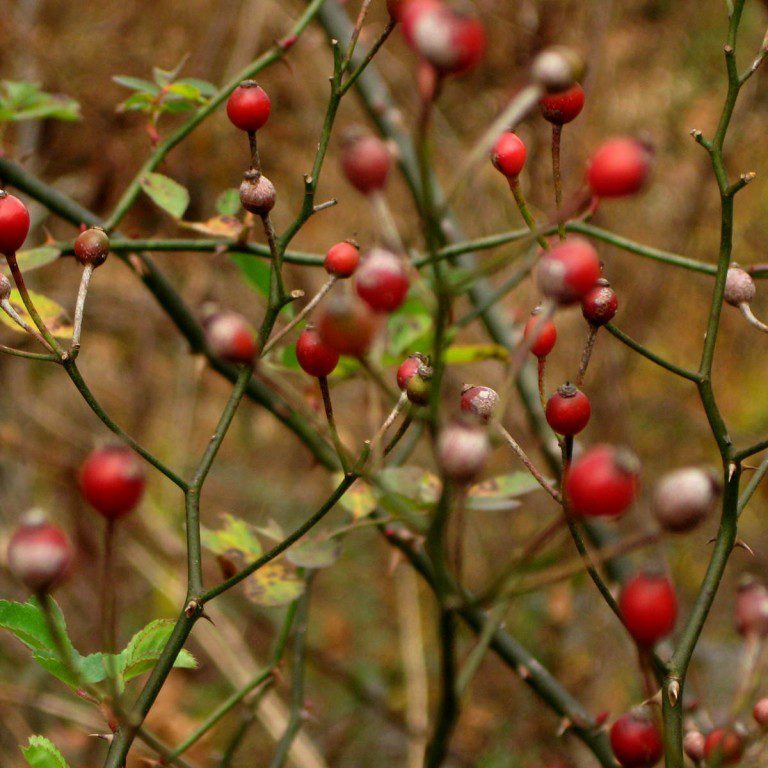 Wild Rosehips (1600x1200)