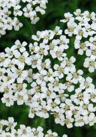 yarrowflowers small